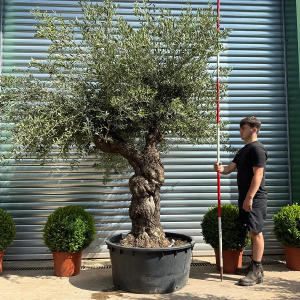 Super Branched Specimen Olive Fruit Tree 19185