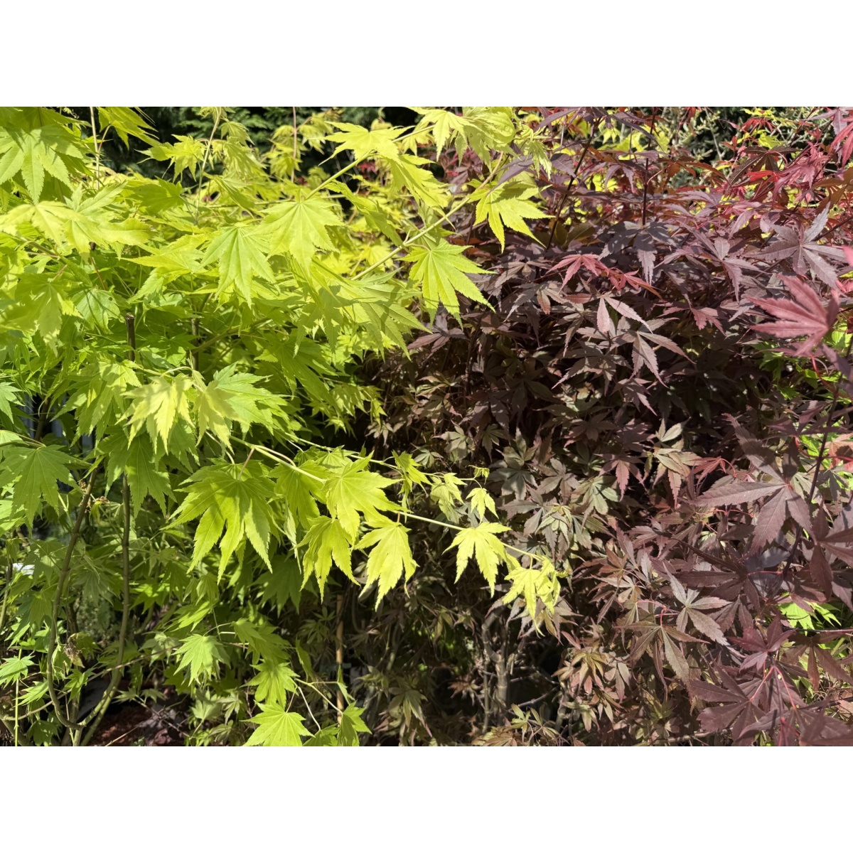 Specimen Japanese Acer shirasawanum 'Jordan' with our 50cm Terracotta Pot 0575v - Image 2