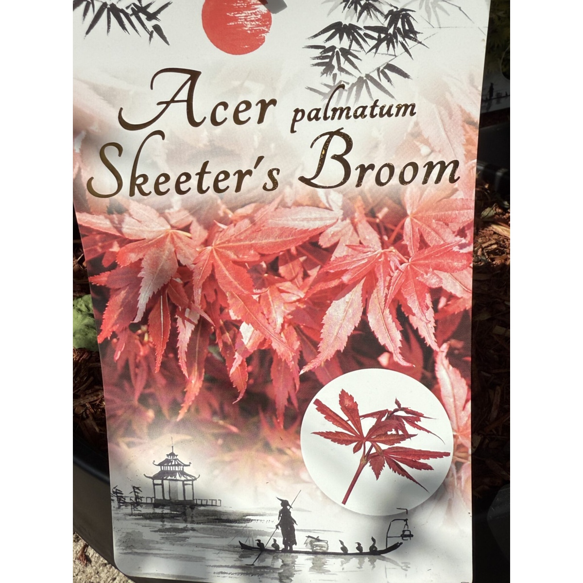 Specimen Japanese Acer Palmatum 'Skeeters Broom' with our 50cm Terracotta Pot 0573v - Image 2