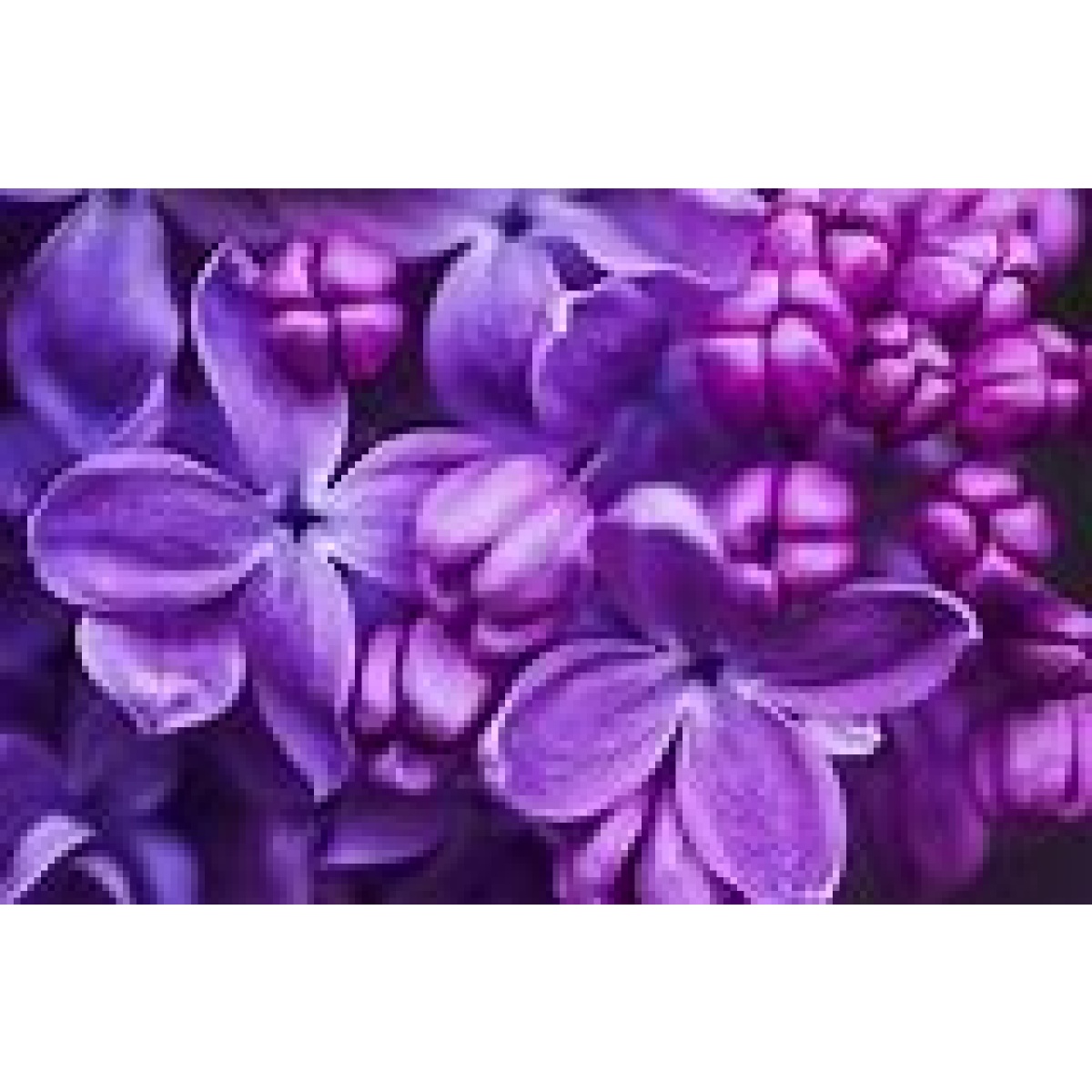 Rare Very Old Purple Lilac Specimen with our 50cm Terracotta Pot 0578v - Image 2