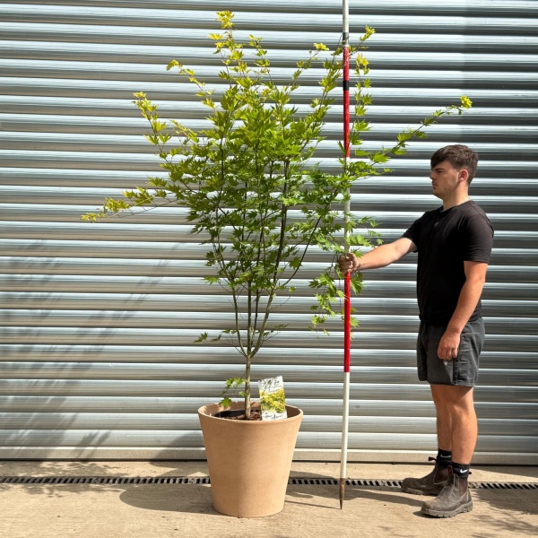Specimen Japanese Acer shirasawanum 'Jordan' with our 50cm Terracotta Pot 0541v