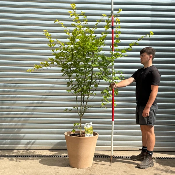 Specimen Japanese Acer shirasawanum 'Jordan' with our 50cm Terracotta Pot 0541v