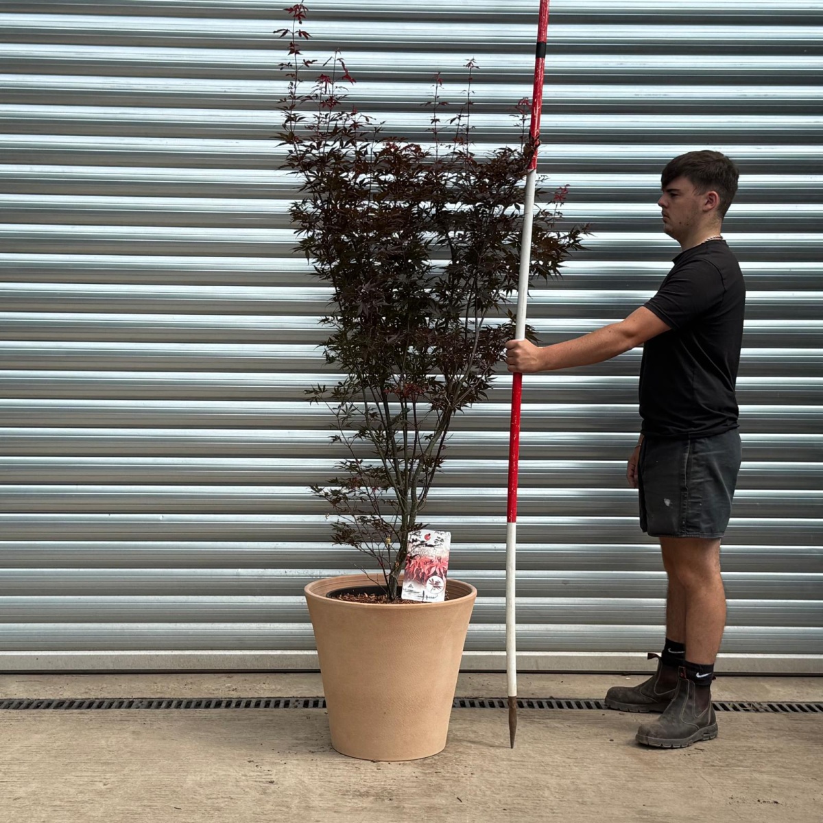 Specimen Japanese Acer Palmatum 'Skeeters Broom' with our 50cm Terracotta Pot 0542v