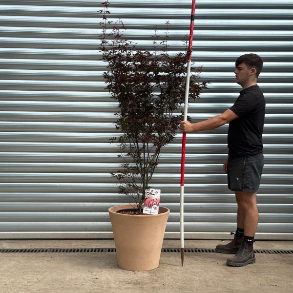 Specimen Japanese Acer Palmatum 'Skeeters Broom' with our 50cm Terracotta Pot 0542v