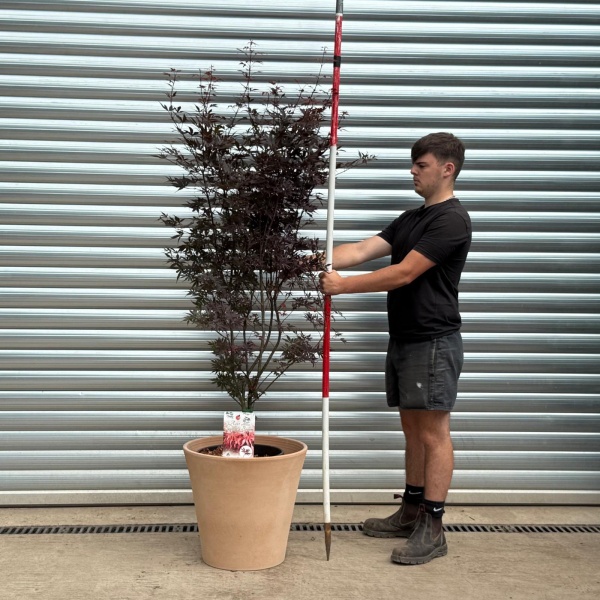 Specimen Japanese Acer Palmatum 'Skeeters Broom' with our 50cm Terracotta Pot 0543