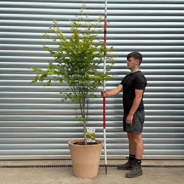Specimen Japanese Acer shirasawanum 'Jordan' with our 50cm Terracotta Pot 0544v