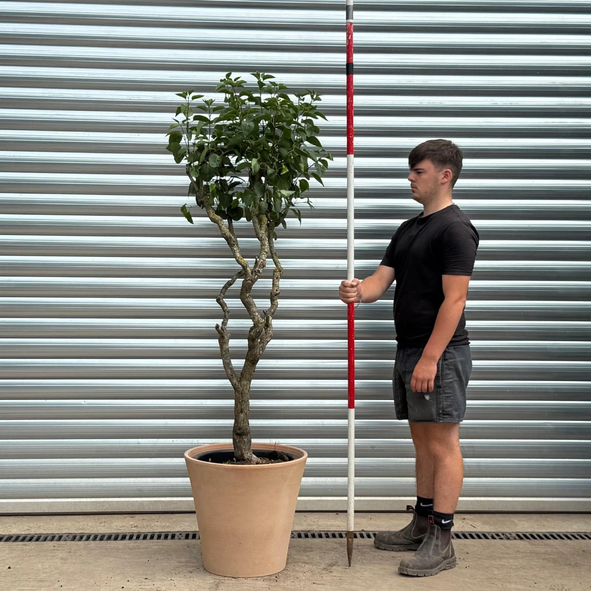 Rare Very Old Purple Lilac Specimen with our 50cm Terracotta Pot 0547v