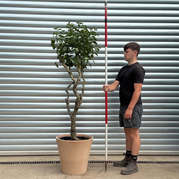 Rare Very Old Purple Lilac Specimen with our 50cm Terracotta Pot 0547v