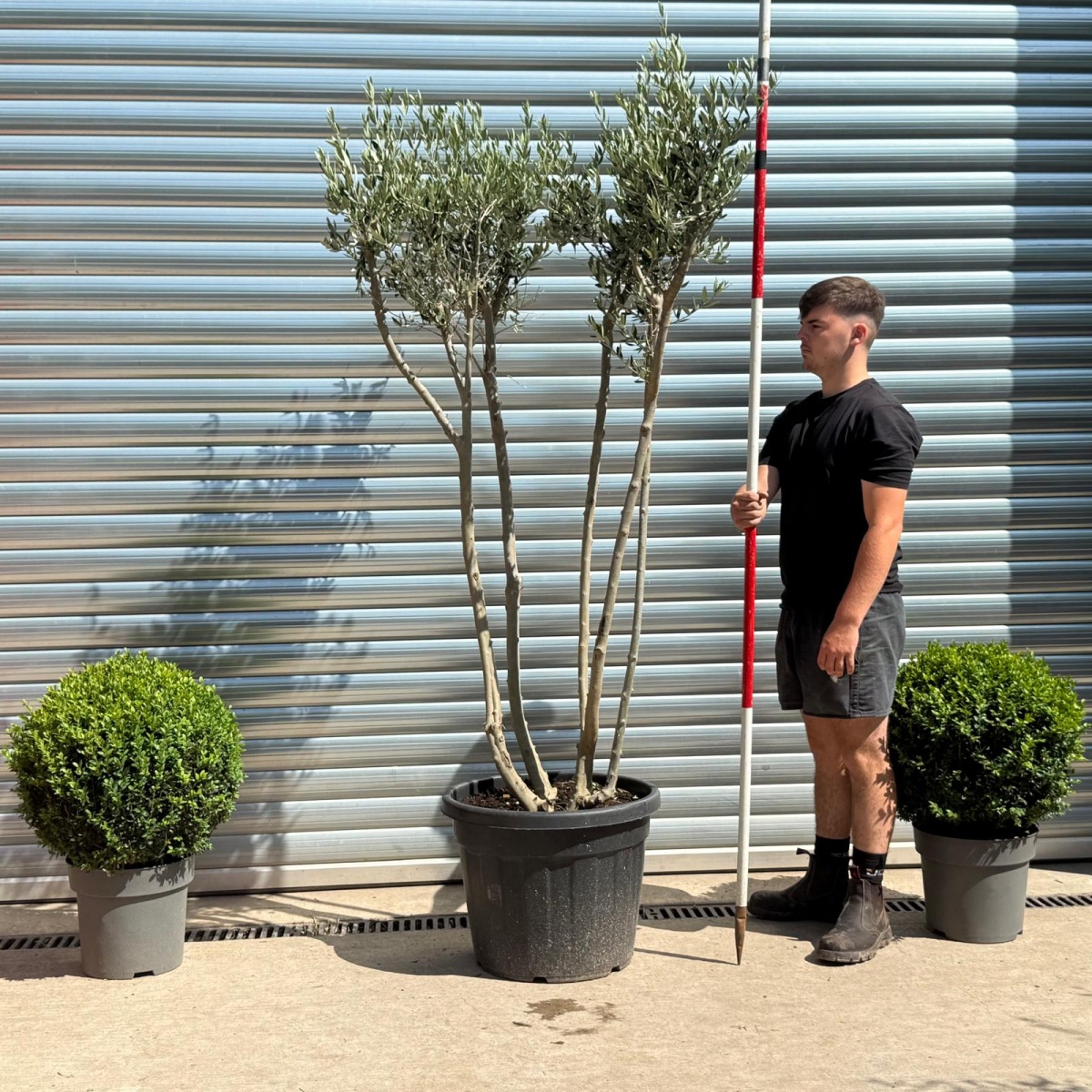 Trendy Multi-Stem Mature Olive Fruit Tree Specimen 19320