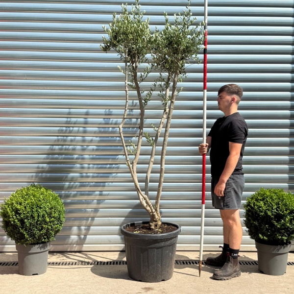 Trendy Multi-Stem Mature Olive Fruit Tree Specimen 19321