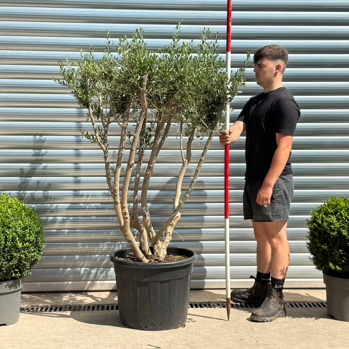 Trendy Multi-Stem Mature Olive Fruit Tree Specimen 19322