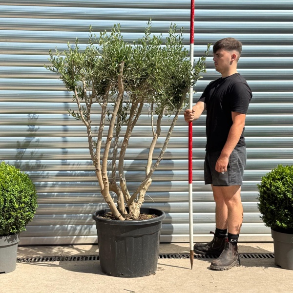 Trendy Multi-Stem Mature Olive Fruit Tree Specimen 19322