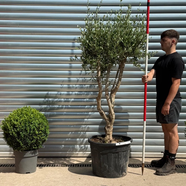 Trendy Multi-Stem Mature Olive Fruit Tree Specimen 19323