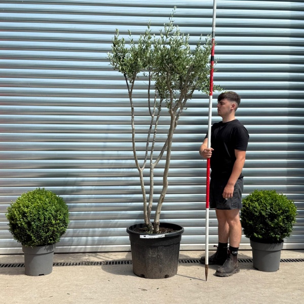Trendy Multi-Stem Mature Olive Fruit Tree Specimen 19324