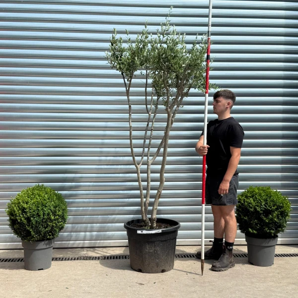 Trendy Multi-Stem Mature Olive Fruit Tree Specimen 19324