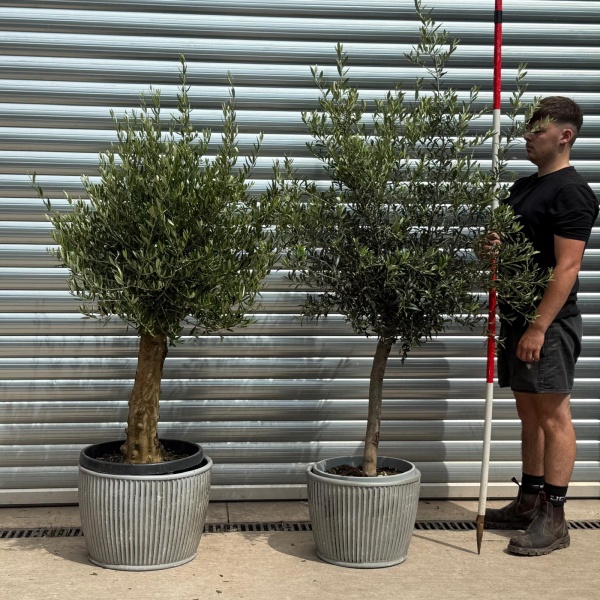 Super Patio Olive Fruit Tree Duo Collection with our Dolly Tubs 19327 28