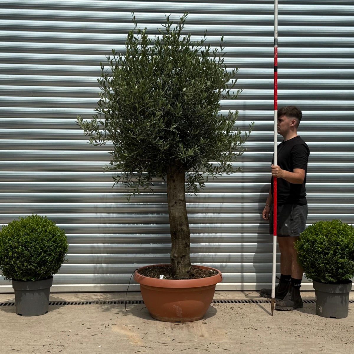 Super Mature Olive Fruit Tree in Our Bowl Format 19334