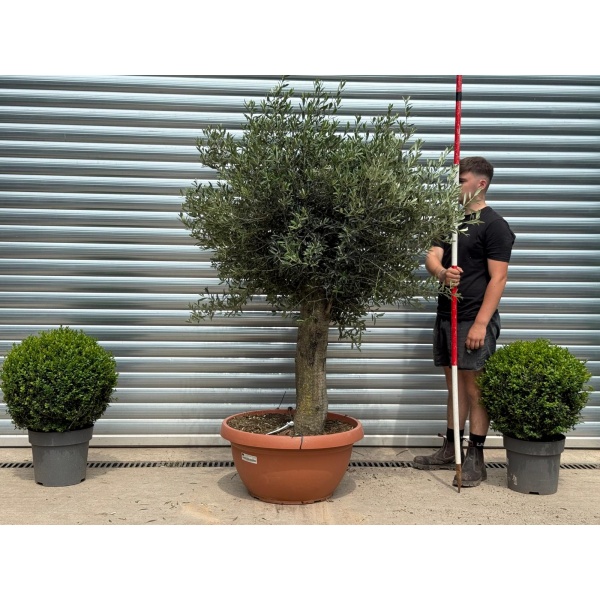 Super Mature Olive Fruit Tree in Our Bowl Format 19335