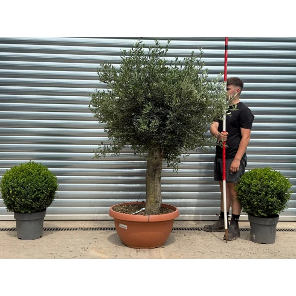 Super Mature Olive Fruit Tree in Our Bowl Format 19335