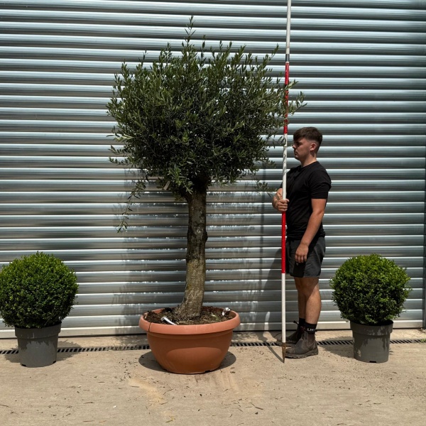 Super Mature Olive Fruit Tree in Our Bowl Format 19336