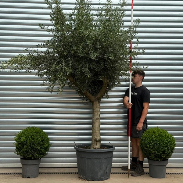 Smart Mature Olive Fruit Tree Specimen 19349