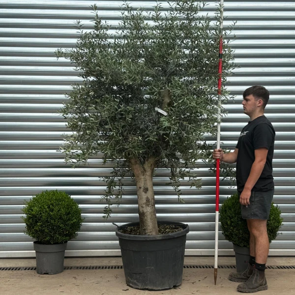 Lovely Mature Olive Fruit Tree Specimen 19352