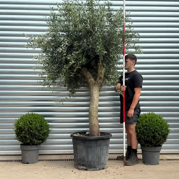 Lovely Mature Olive Fruit Tree Specimen 19353