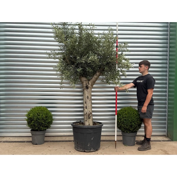 Lovely Mature Olive Fruit Tree Specimen 19354