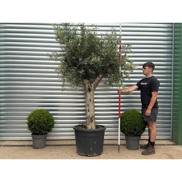 Lovely Mature Olive Fruit Tree Specimen 19354