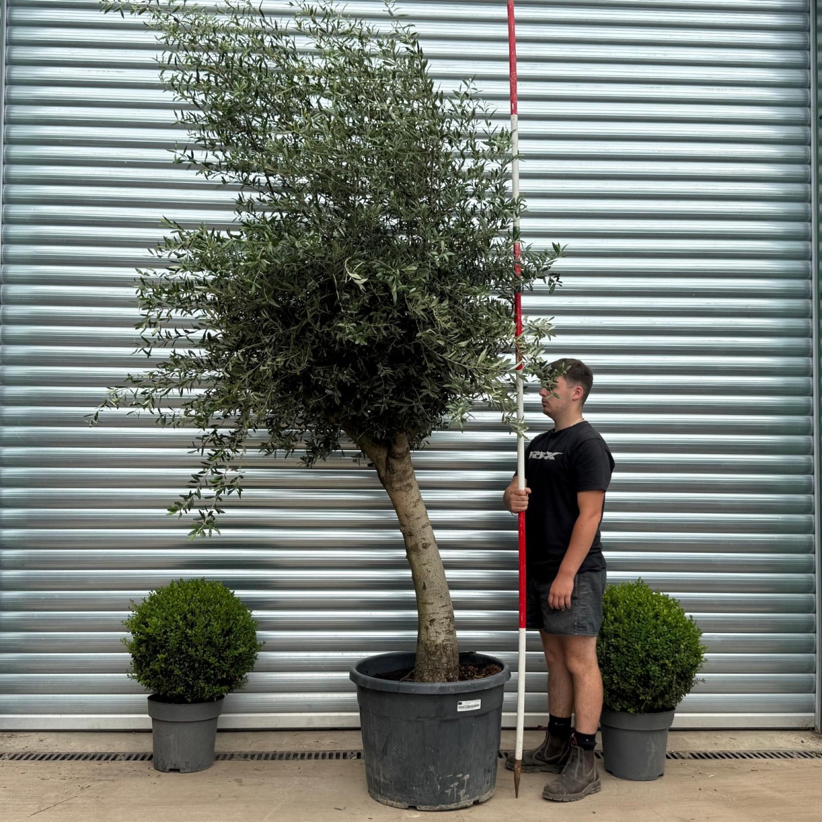 Natural Mature Olive Fruit Tree Specimen 19355