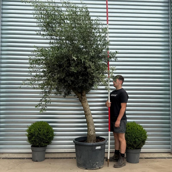 Natural Mature Olive Fruit Tree Specimen 19355