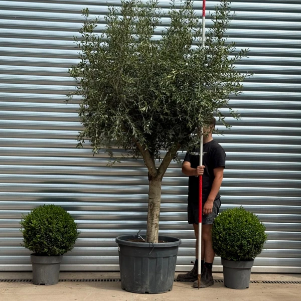 Super Mature Olive Fruit Tree Specimen 19356