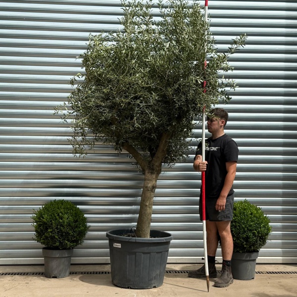 Super Mature Olive Fruit Tree Specimen 19357