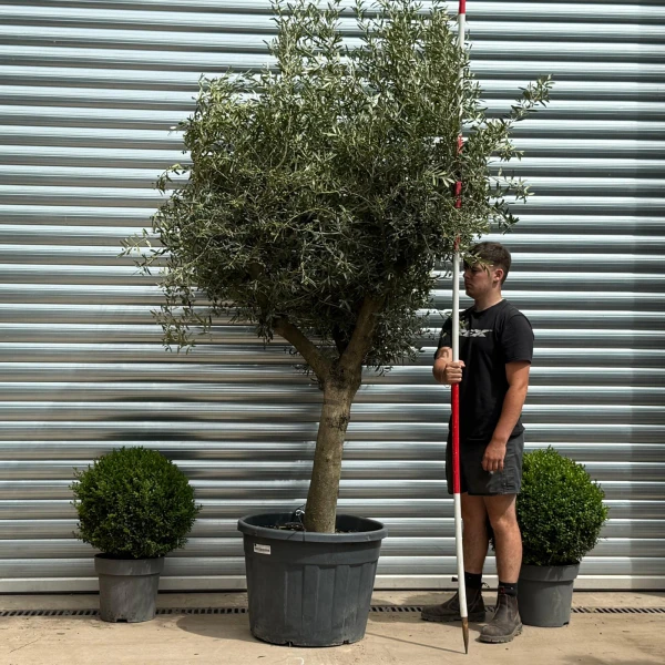 Super Mature Olive Fruit Tree Specimen 19357