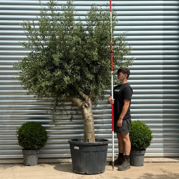 Super Mature Olive Fruit Tree Specimen 19358