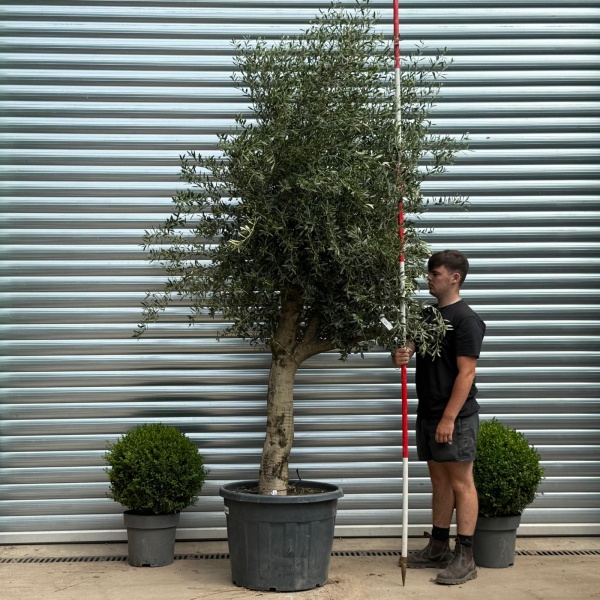 Super Mature Olive Fruit Tree Specimen 19359