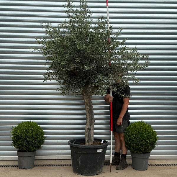 Super Mature Olive Fruit Tree Specimen 19360