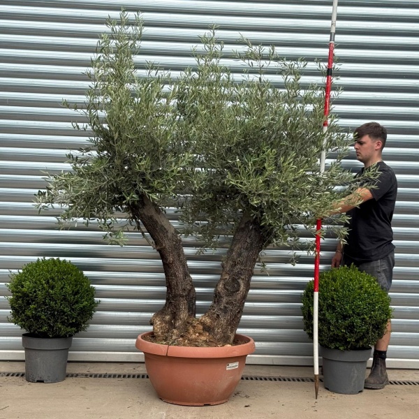 Fabulous Twin Trunk Ancient Specimen Olive Fruit Tree in our Bowl Format 19361