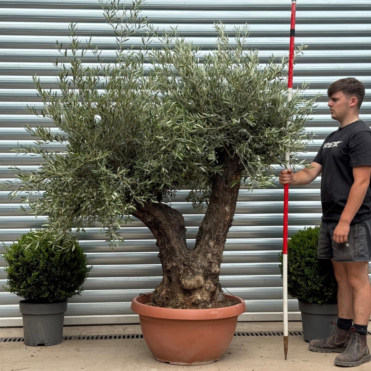 Super Twin Trunk Ancient Specimen Olive Fruit Tree in our Bowl Format 19366