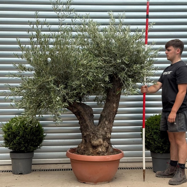 Super Twin Trunk Ancient Specimen Olive Fruit Tree in our Bowl Format 19366