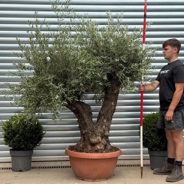 Super Twin Trunk Ancient Specimen Olive Fruit Tree in our Bowl Format 19366