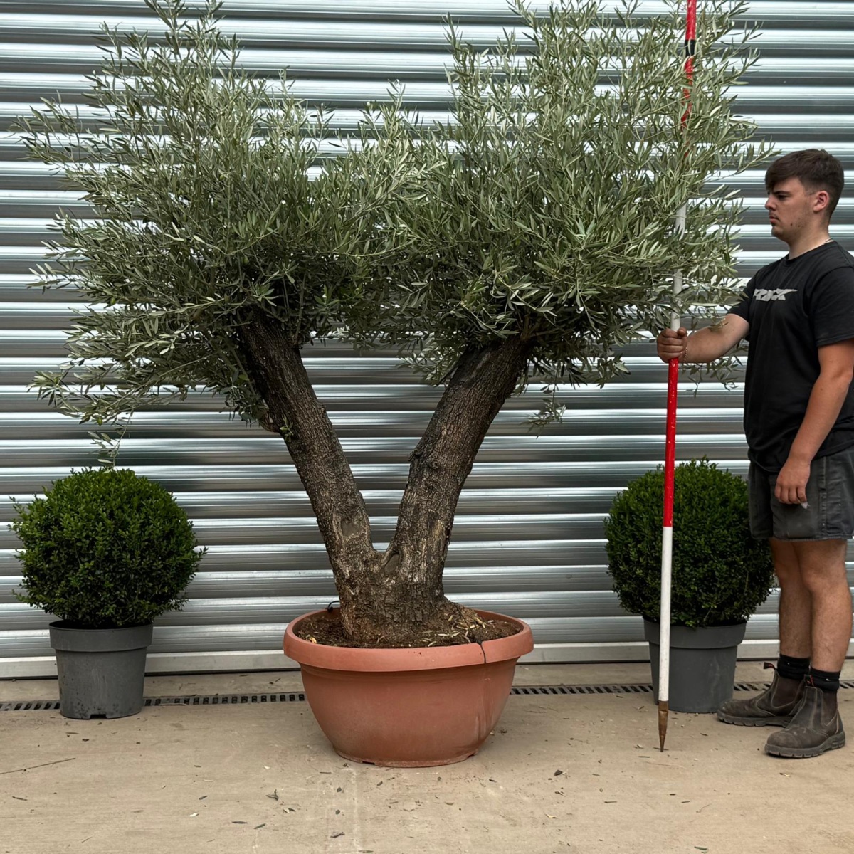 Super Twin Trunk Ancient Specimen Olive Fruit Tree in our Bowl Format 19368