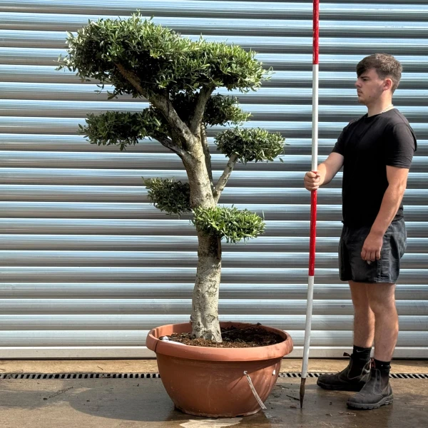 Super Cloud Specimen Olive Fruit Tree in our Bowl Format 19369