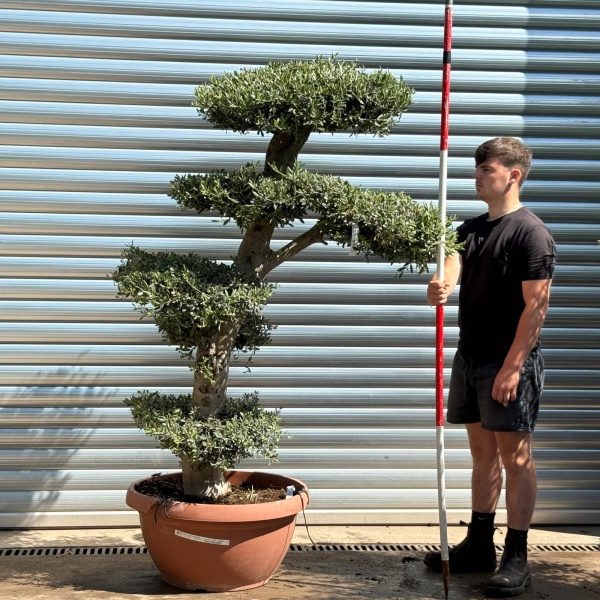 Super Cloud Specimen Olive Fruit Tree in our Bowl Format 19371