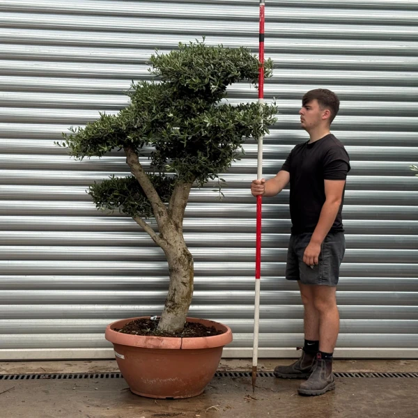 Super Cloud Specimen Olive Fruit Tree in our Bowl Format 19375