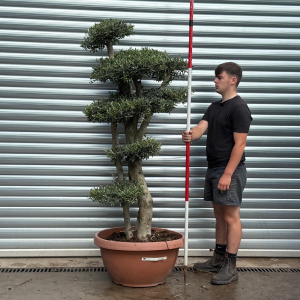 Super Cloud Specimen Olive Fruit Tree in our Bowl Format 19376