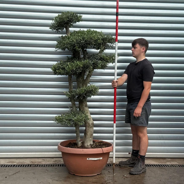 Super Cloud Specimen Olive Fruit Tree in our Bowl Format 19376