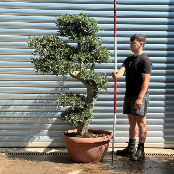 Super Cloud Specimen Olive Fruit Tree in our Bowl Format 19378