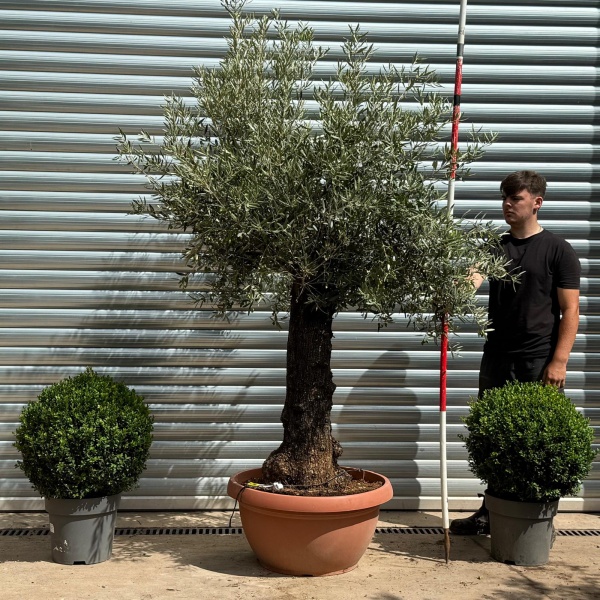 Lovely Ancient Specimen Olive Fruit Tree in our Bowl Format 19379