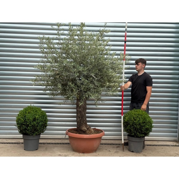 Lovely Ancient Specimen Olive Fruit Tree in our Bowl Format 19380